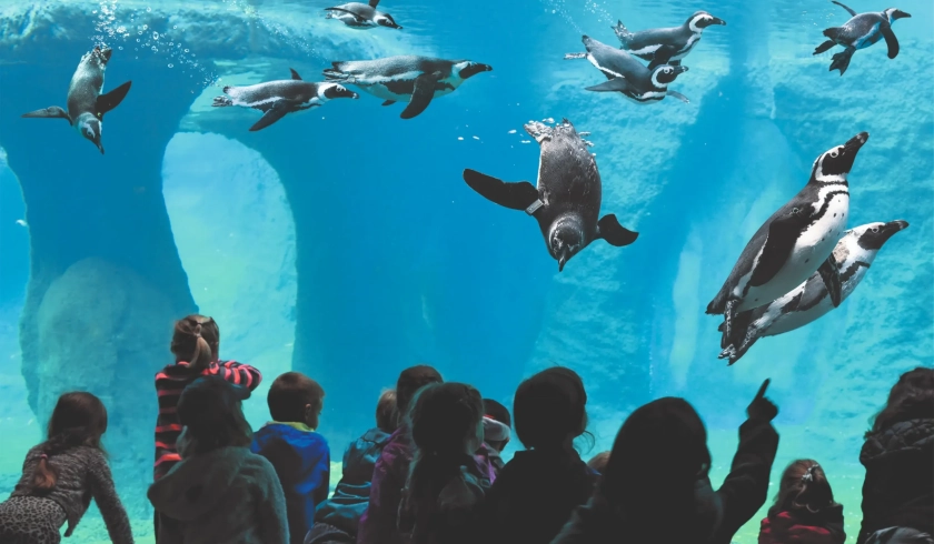 Afrykarium-pingwiny-scaled-1